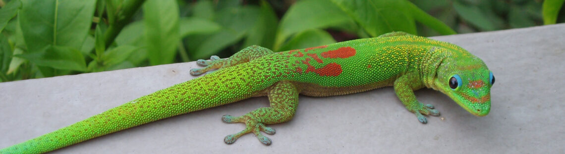 Gold Dust Day Gecko