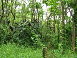 Can you spot the miconia plant? The characteristic large leaves with purple undersides cued botanists in to this plant's presence in a Ha'iku Gulch. MISC file photo