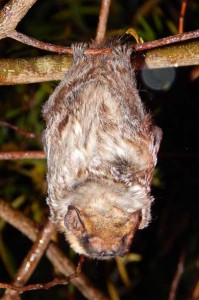 An opeapea, sleeps hanging from a tree branch. Little is known about the Hawaiian hoary bat in part because of their tendency to roost alone in trees. Photo courtesy of Forest and Kim Starr