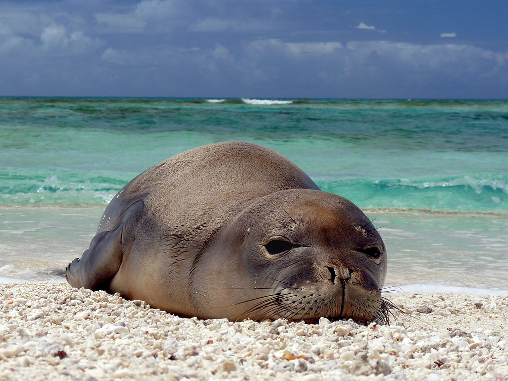 Parasite Spread By Cats Threatens Rare Native Animals Maui Invasive Species Committee Misc