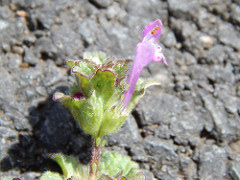 The Starrs also found Henbit, a non-native mint, during surveys. Photo courtesy of Forest and Kim Starr