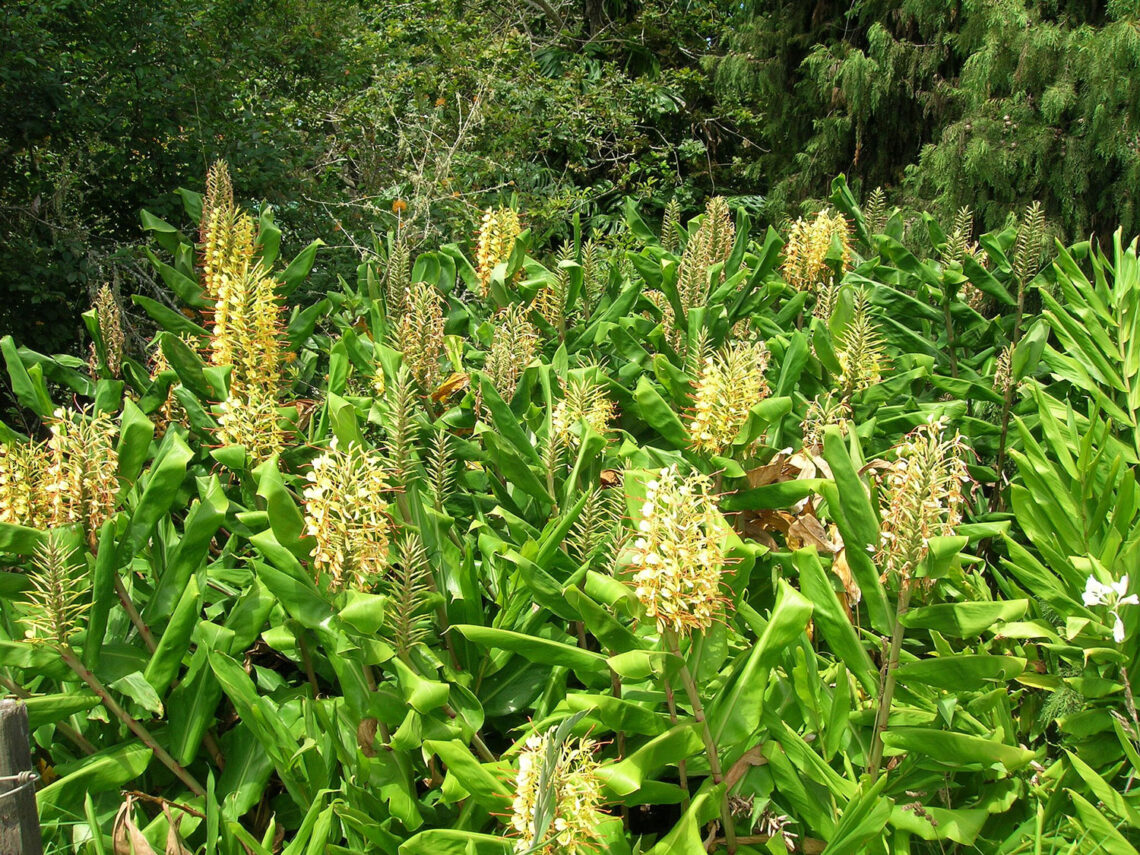 Himalayan ginger