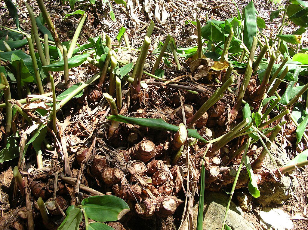 Himalayan ginger