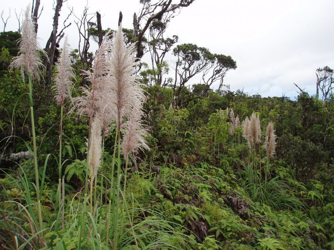 Far from the landscaped yards, pampas grass flourishes in the East Maui rainforest, benefiting from the disturbance created by another invader, pigs. Photo by Maui Invasive Species Committee