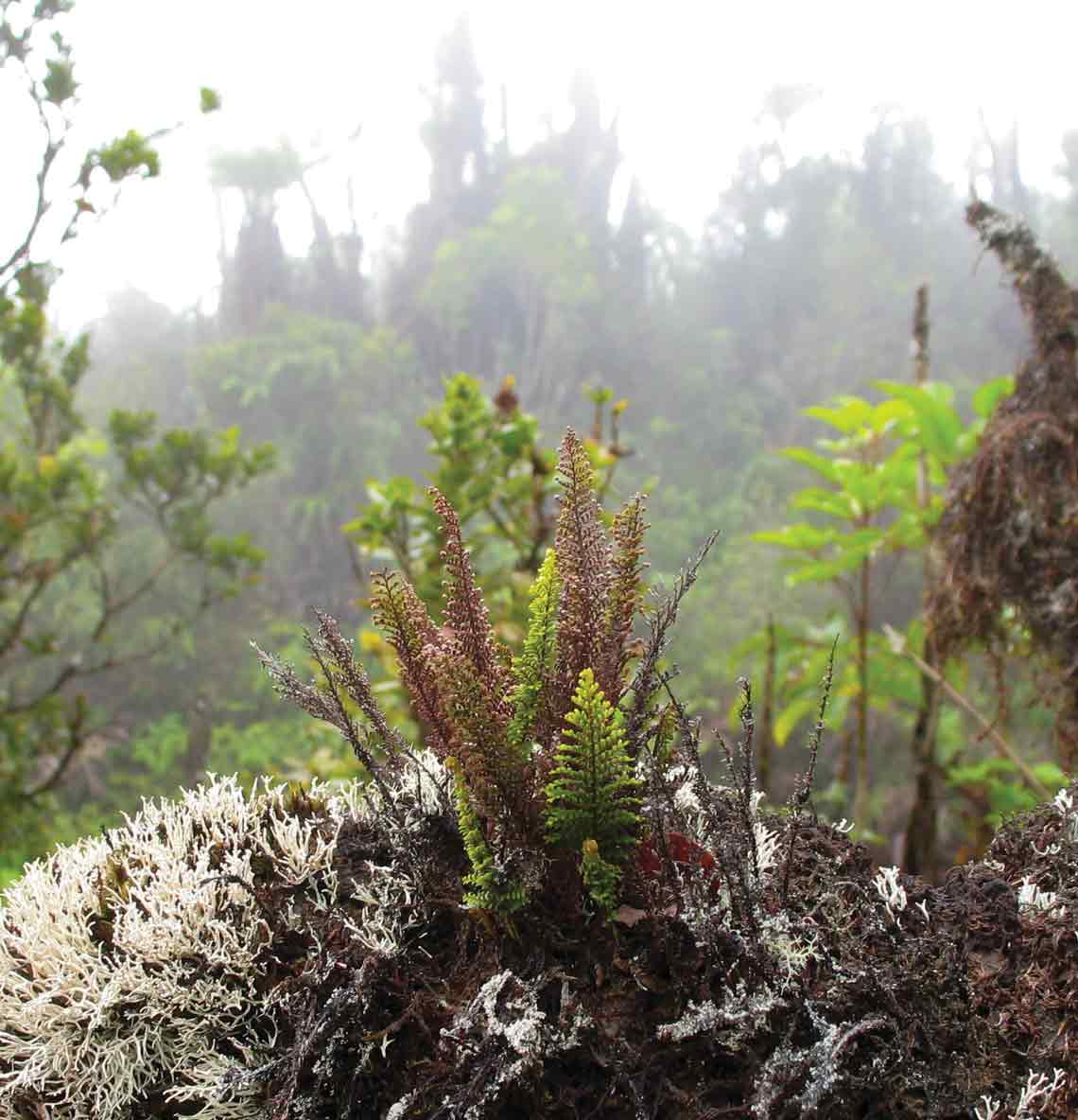 The plants in a native Hawaiian forest effectively capture more water than many of the invasive plants that make up the lower elevation forests.