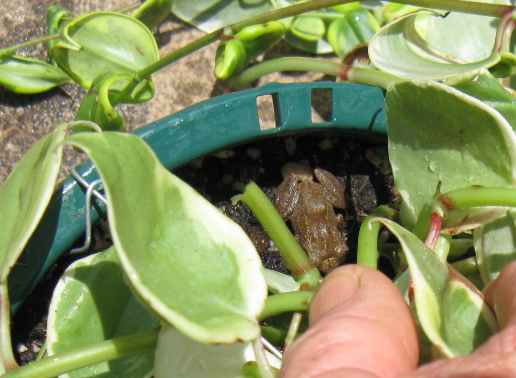 Coqui Frog in Plant Pot