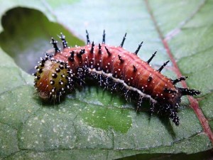 Caterpillars of the Kamehameha butterfly can be several different colors, from green to brown, but always covered in spines and bumps. Photo by Will Haines.