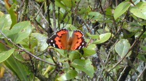 Kam-butterfly-Waihee-ridge-starr-020925-0126-Forest-and-Kim-Starr--web-1140-px
