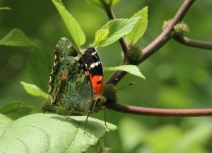 The ancestors of the Kamehameha butterfly  found a food source in māmaki and related plants in the nettle family. Photo by Nathan Yuen