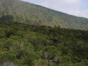 The Hawaiian mesic forest found in Kaupō Gap is one of the most diverse ecosytems found in the state. Photo by Woody Mallinsin