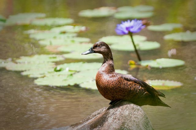 This koloa landed at a water lily farm in Huelo. Most koloa on Maui are likely a mallard-koloa hybird, but this one, far from the Kanaha and Kealia Ponds may be related to Koloa released above Keanae. Photo by Masako Cordray. 