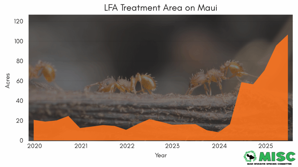 Increase in little fire ant treatment area on Maui between 2020 and 2025. Graph shows increase from roughly 20 acres in 2020 to over 100 in 2025