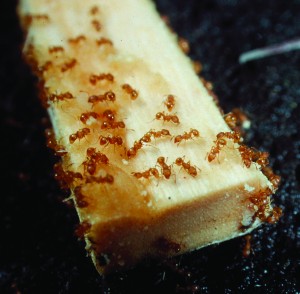 Little fire ants on the large end of a chopstick. Photo courtesy of the Hawaii Department of Agriculture. 