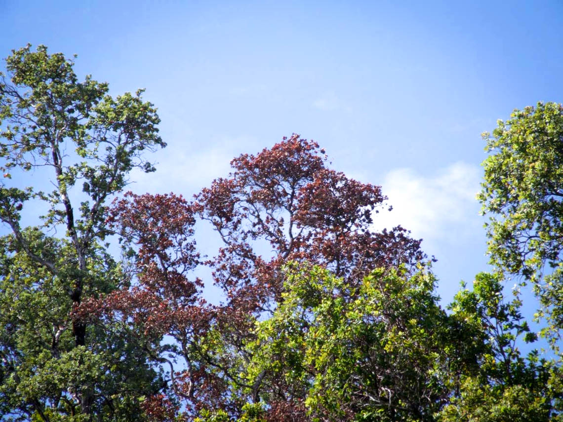Dead ohia crown with brown leaves from ROD.