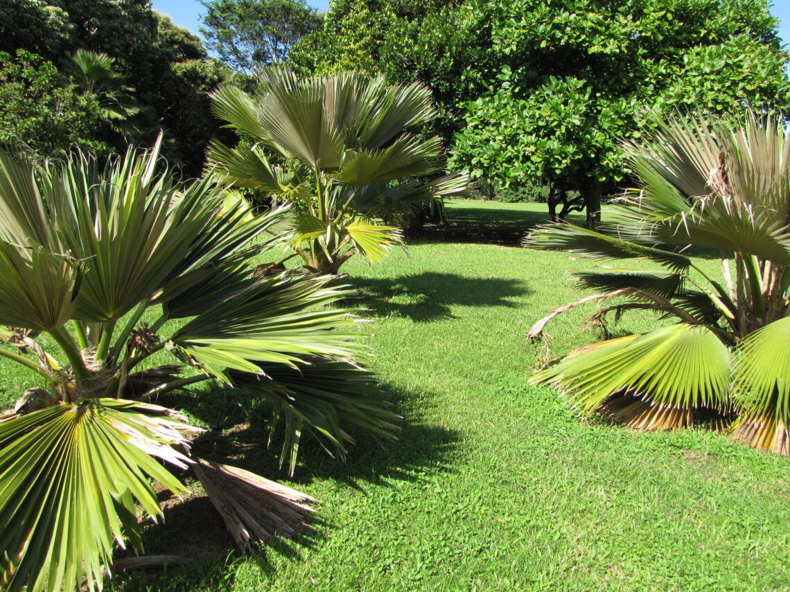 CRB impacts on loulu - loulu grove at Kahanu Gardens in Hana