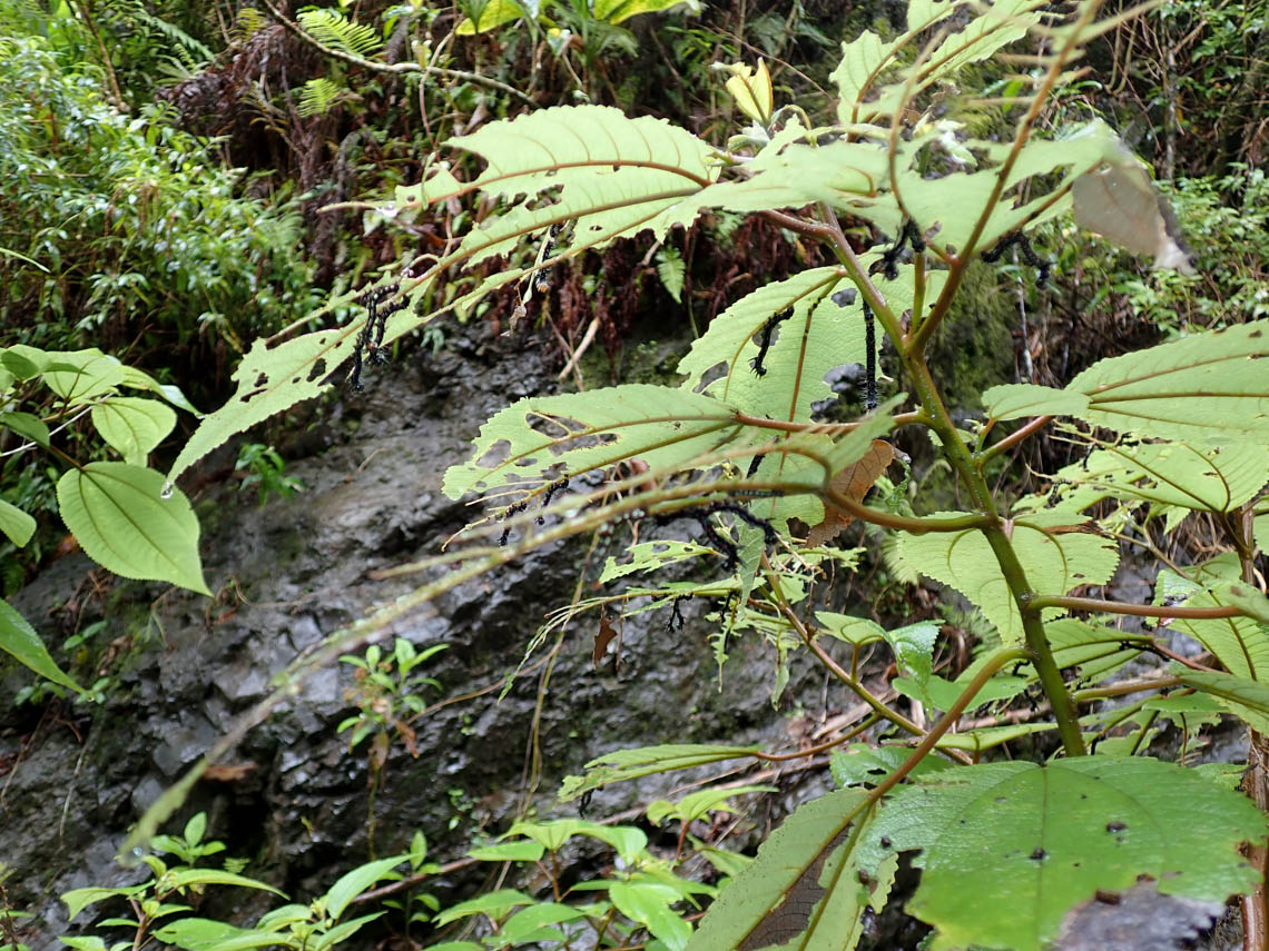 Ramie moth larvae feed heavily on plants in the nettle family