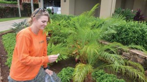 MISC employee Molly Wirth surveys for LFA in response to a Maui residents concern about little fire ant moving in hapuu. No LFA were found. MISC file photo