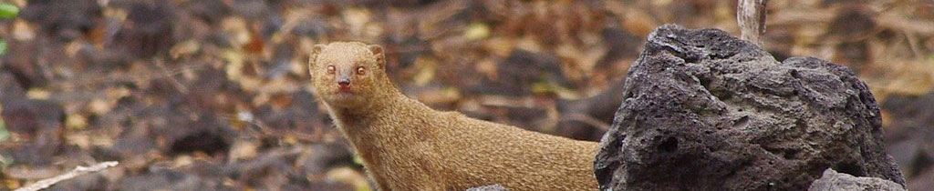 Mongoose