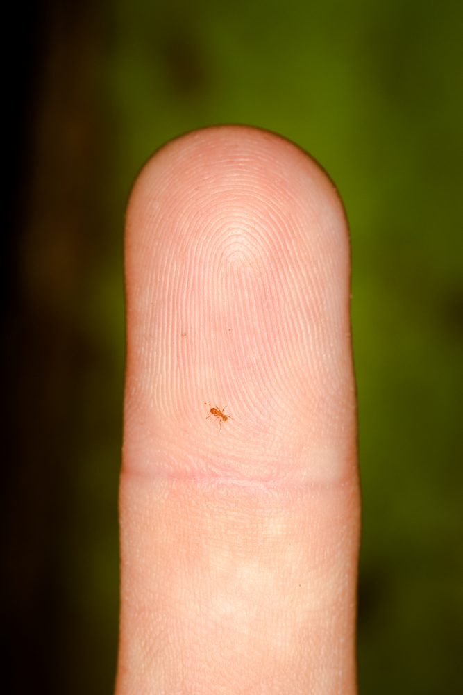A little fire ants, Wasmannia auropunctata, on the tip of an index finger. Photo by Zach Pezzillo.
