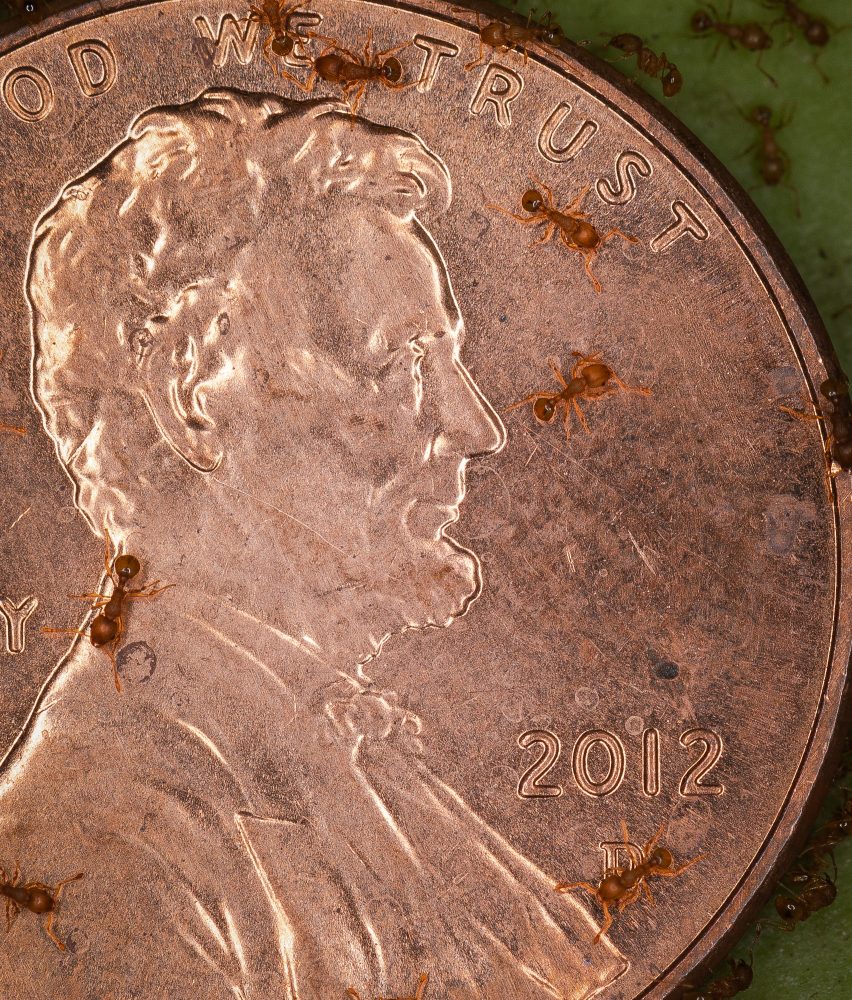 Little fire ants, Wasmannia auropunctata, on a penny. Photo by Zach Pezzillo