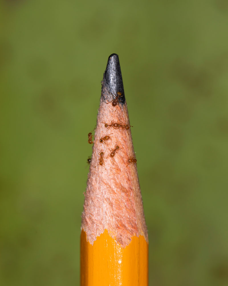 LFA on pencil - credit Mark Pezzillo