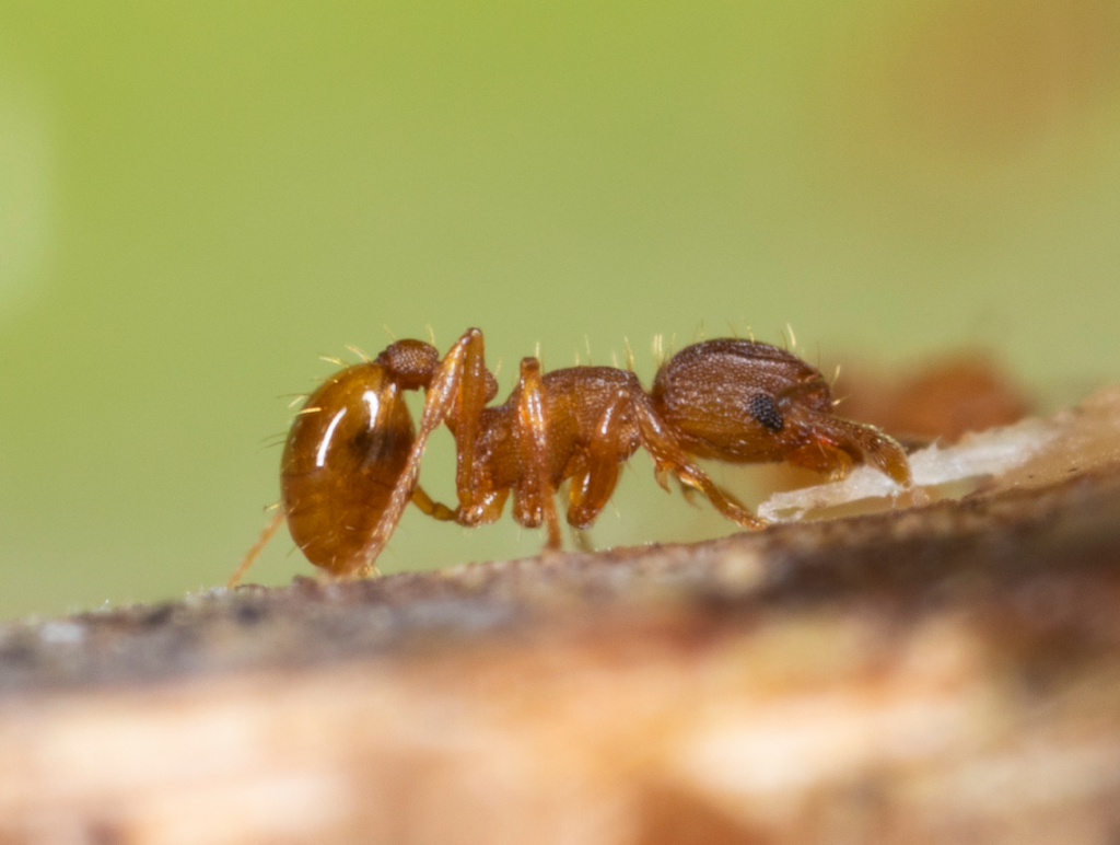 little fire ant