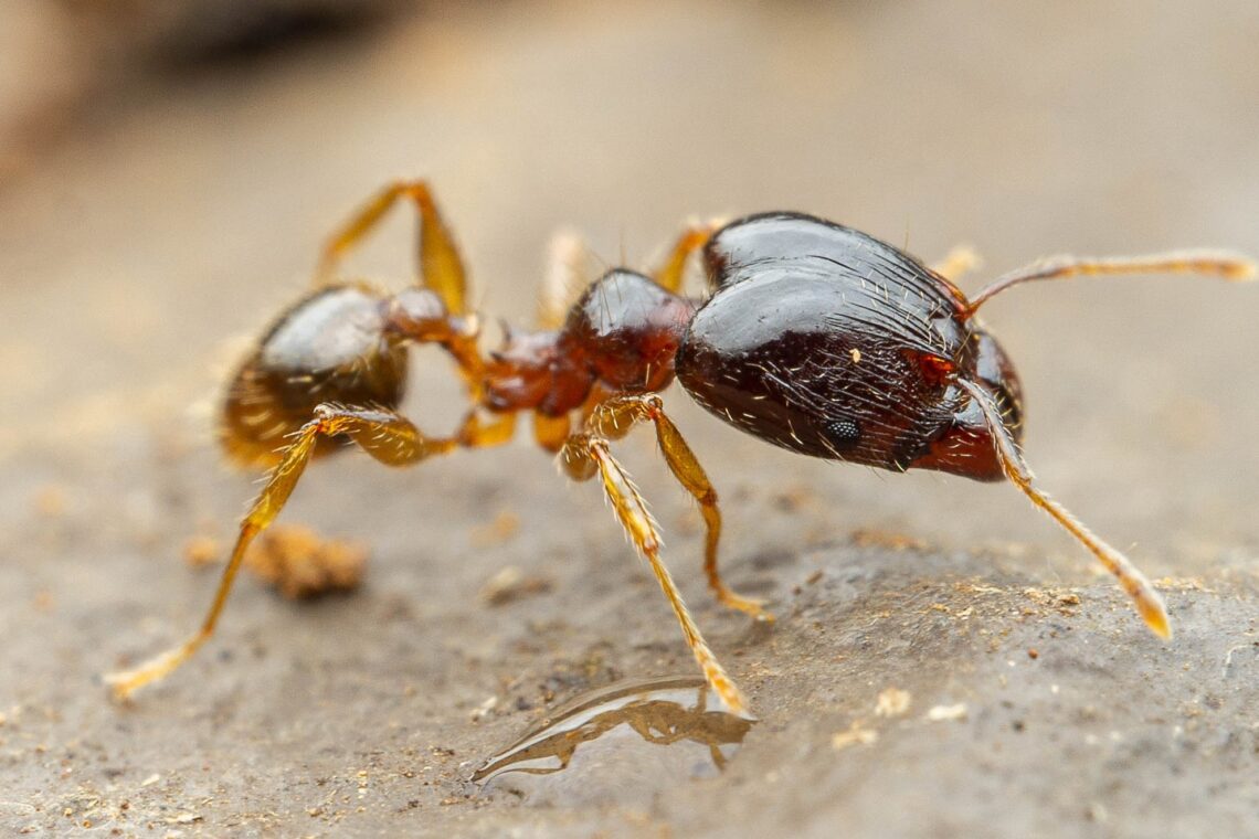 African Big-headed Ant major