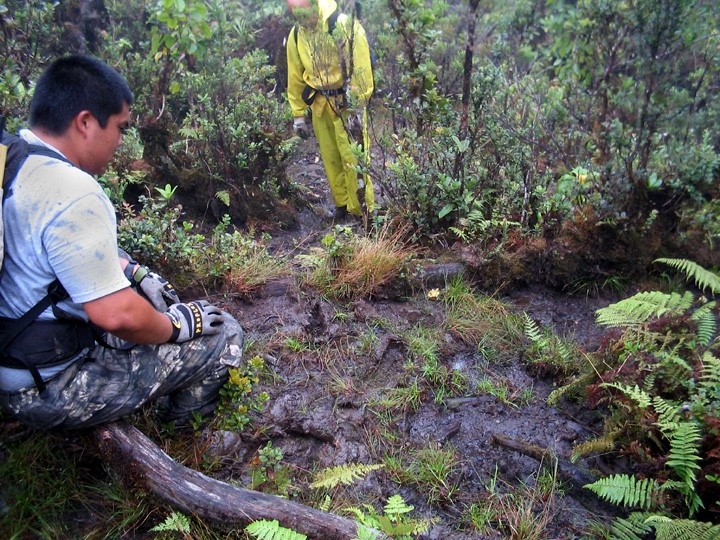 As pigs dig for roots and grubs, they rototill the soil. Disturbance and bare soil creates gaps in the forest floor opening it up for invasive plants. Photo courtesy of East Maui Watershed Partnership