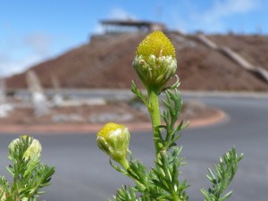 Pineapple chamomile, a native to the Northwestern US and other places, may have been carried to Haleakala summit via a seed on a boot. Photo courtesy of Forest and Kim Starr