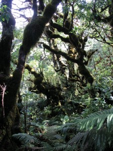 Open canopy rainforest in Puu Kukui