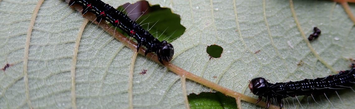 Kia‘i Moku: Ramie Moth Still Threatens Native Plants, But Natural Predators Offer Hope