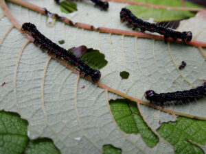 Ramie moth caterpillars
