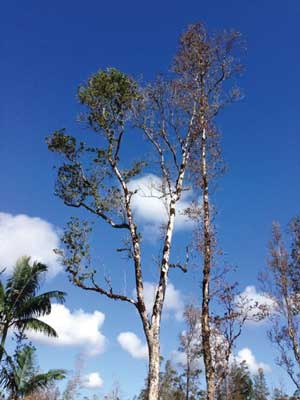 Symptoms can appear in a single branch or the entire canopy of a tree. Pruning the affected brance will not save the tree since the Ceratocytis fungus is already established in throughout the tree. Photo by J. B. Friday
