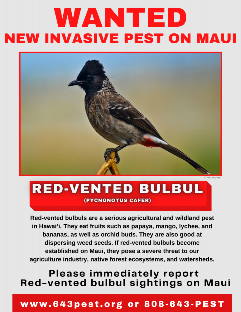 Ryd op Fejlfri Gæstfrihed Press Release- New Pest Alert: Highly invasive red-vented bulbul spotted on  Maui — Maui Invasive Species Committee (MISC)