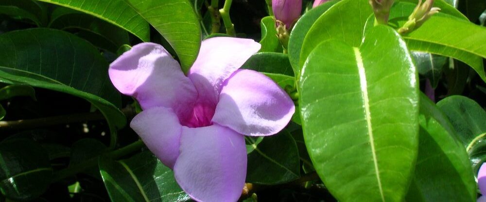 Rubber vine with pink flower