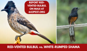 White Rumped Shama