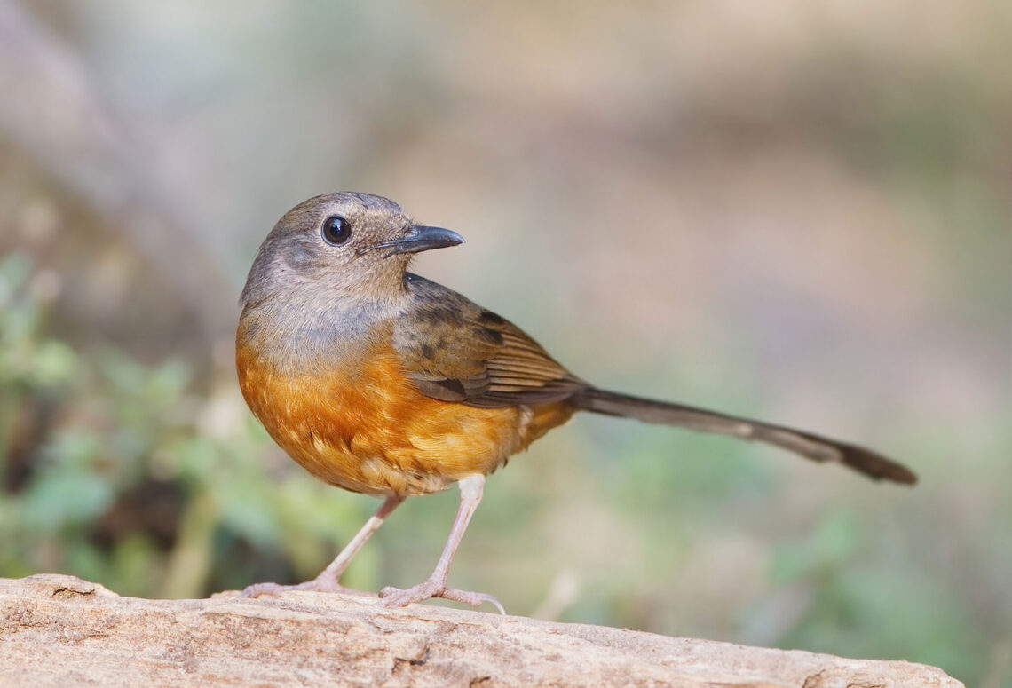 White Rumped Shama
