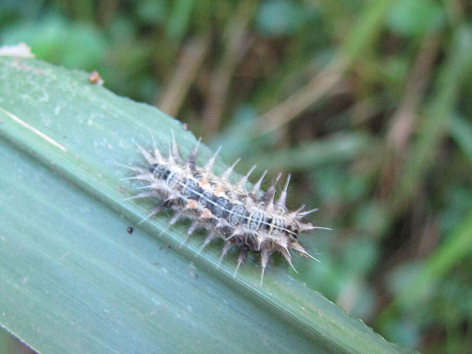 Stinging Nettle Caterpillar