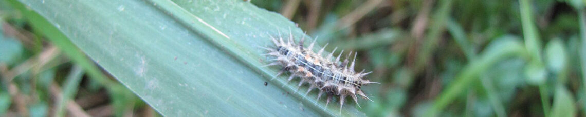 Stinging Nettle Caterpillar