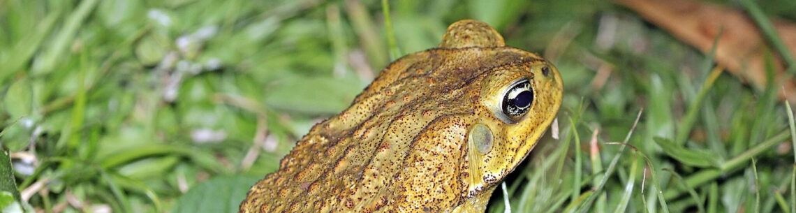 Cane toad