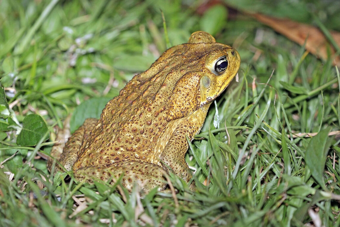 Cane toad