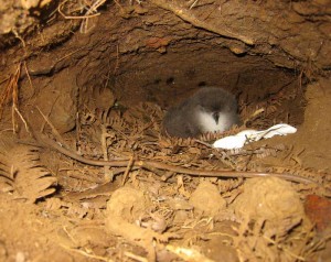 An ʻuʻau chick in a burrow. Once plentiful, the ground nesting Hawaiian petrel is critically endgangered, threatened by feral cats, mongoose, and barn owls. Photo by Jay Penniman