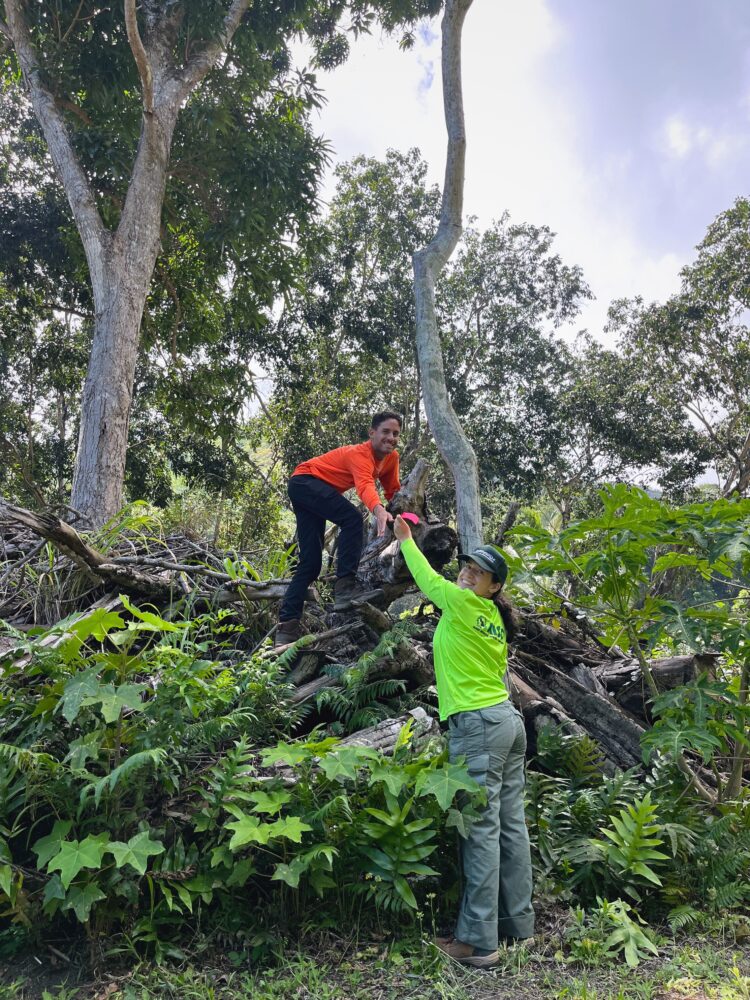 Community Reports Essential as Little Fire Ant Detections Increase on Maui