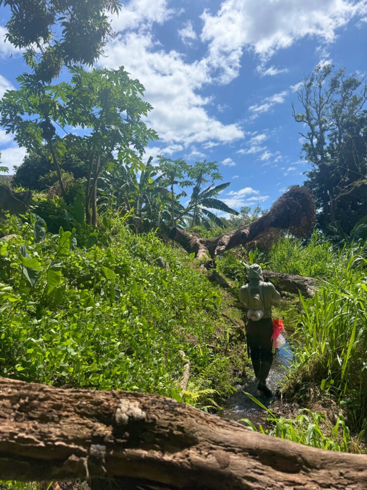 MISC field crew walking through overgrown vegetation to survey for little fire ants