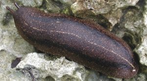 The Cuban slug is one of the common slugs on Maui and a carrier of rat lungworm. Photo by David Robinson of USDA-APHIS.