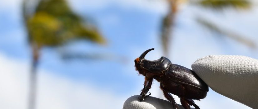 Prevention Is Key For Maui To Stay Coconut Rhinoceros Beetle Free