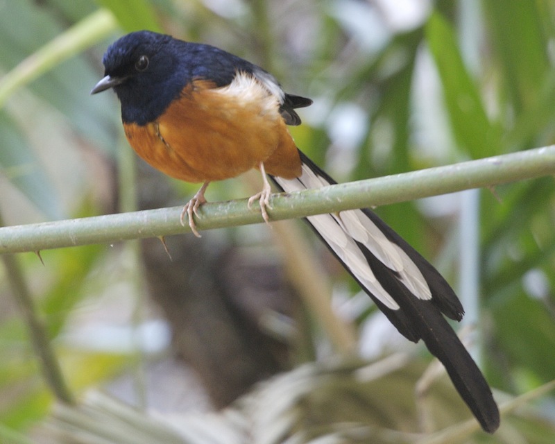 Meet India's singing bird 'Shama' - Indianarrative