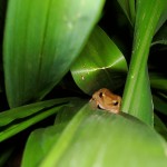 A coqui frog hiding on a landscape plant