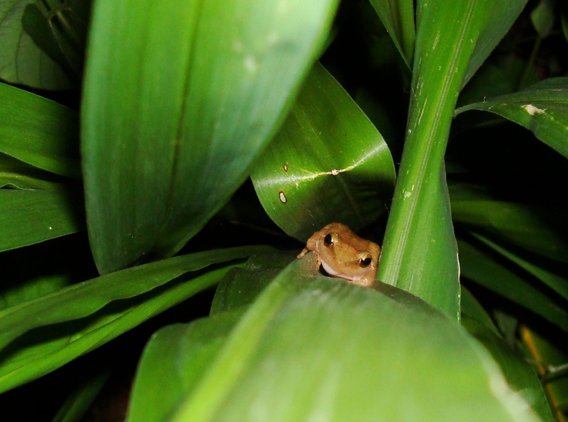 A coqui frog hiding on a landscape plant