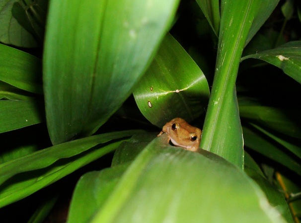 A coqui frog hiding on a landscape plant
